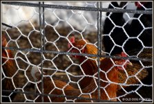 SUN SNOW FROST CHICKENS 120.jpg