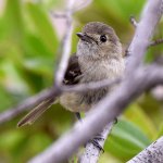 Vireo3.jpg