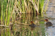 DSC_5562+American Coot and babies-0010.jpg