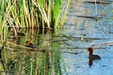 DSC_5565+American Coot and babies-0009.jpg