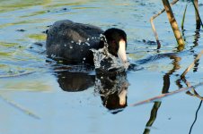 DSC_5576+American Coot and babies-0008.jpg