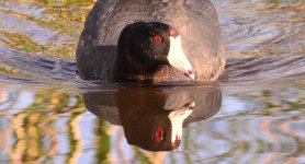 DSC_5582+American Coot and babies-0006.jpg