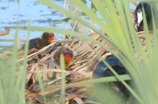 DSC_5740+American Coot and babies-0005.jpg