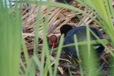 DSC_5745+American Coot and babies-0004.jpg