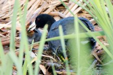 DSC_5748+American Coot and babies-0003.jpg