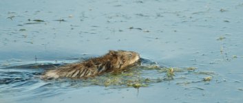 DSC_5603+MUSKRAT-0004.jpg DSC_5603+MUSKRAT-0004.jpg