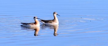 DSC_5658+PAIR -0001.jpg