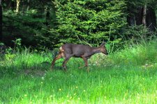 RoeDeer.jpg