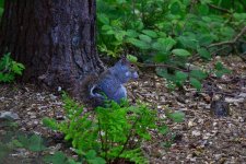 Squirrel.jpg