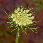 FlowerHead2.jpg