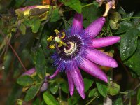 Passiflora3.jpg
