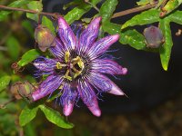 Passiflora5.jpg