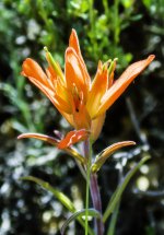 IndianPaintBrush.jpg