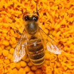 Bee2.jpg
