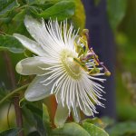 Passiflora.jpg