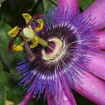 Passiflora4.jpg