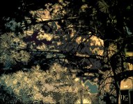 6-14-16 Tree sm.jpg