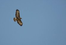 Buzzard2.jpg