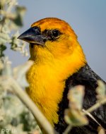 DSC_2125.jpg