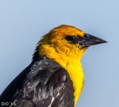 DSC_2090.jpg