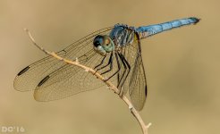 DSC_1877.jpg