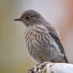 Bluebird.jpg
