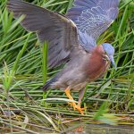 GreenHeron4.jpg