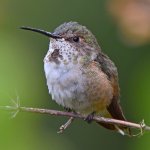 Hummer.jpg