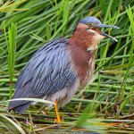 GreenHeron8.jpg