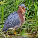 GreenHeron2.jpg