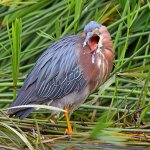 GreenHeron3.jpg