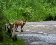 DSC_2925.jpg