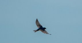 DSC_4247.jpg