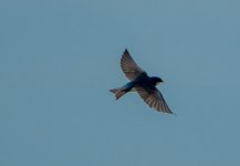 DSC_4248.jpg