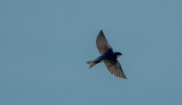 DSC_4249.jpg