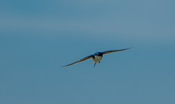 DSC_4250.jpg