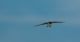 DSC_4251.jpg