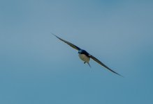 DSC_4252.jpg