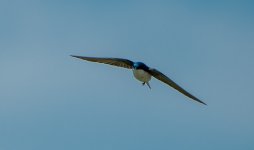 DSC_4253.jpg