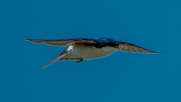 DSC_4259.jpg