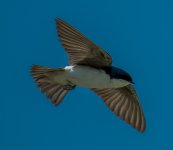 DSC_4263.jpg