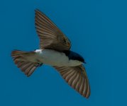 DSC_4264.jpg