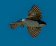 DSC_4265.jpg