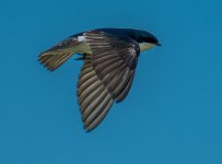 DSC_4269.jpg