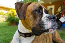 enzo profile (1 of 1).jpg