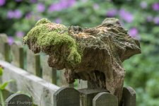 DSC_2956.jpg