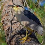 BlackHeron.jpg