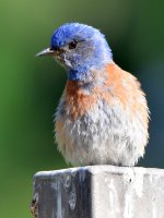 Bluebird3.jpg