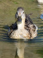 Duck3.jpg