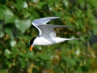 Tern4.jpg